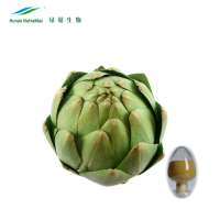 GMP Manufactory 100% Natural Artichoke Leaf  Extract 5% Cynarine/ Frozen Artichoke