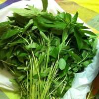 Buy Bulk Molokhia Dry Leaves Dark Green Color with Limited Pesticides