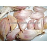 Fresh Garlic