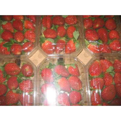 Fresh Strawberry