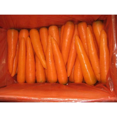 Fresh Carrot